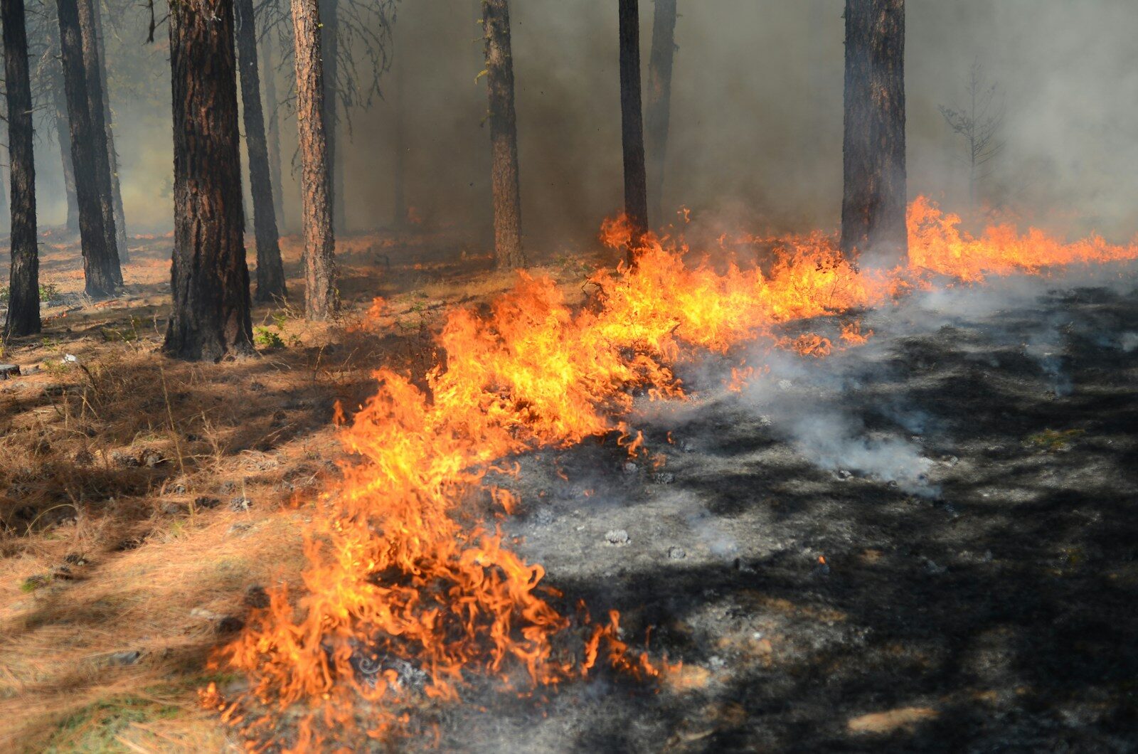 Wildfire Season in North Georgia: What Homeowners Need in Their Insurance Portfolio